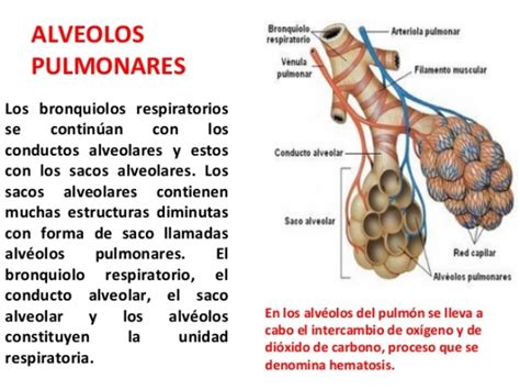 Funci N De Los Alveolos Pulmonares En El Sistema Respiratorio Cuerpo