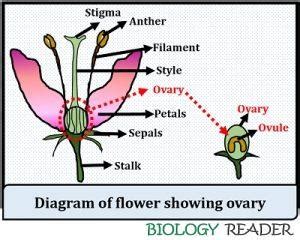 What is Ovary Culture? Meaning, Principle and Method - Biology Reader