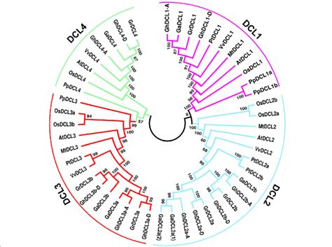 Phylogenetic Relationships Of DCL Proteins From Cotton G Arboreum G