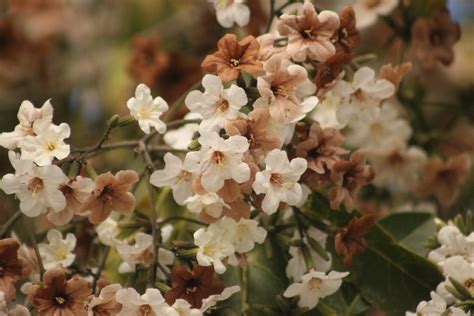 Cordia Sonorae From Mar A Madre Puerto Balleto Nay Mx On April