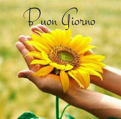 Buon Giorno Buongiorno Immagini It Immagini Di Girasole