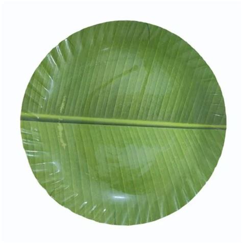 Green Banana Leaf Paper For Serving Food At Rs Piece In Sivakasi