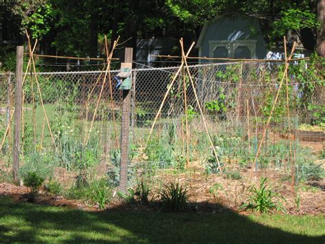 Simple Trellis For Green Beans Beans Forum At Permies