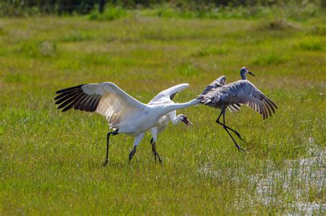 Whooping Cranes Florida Gulf Coast Creations