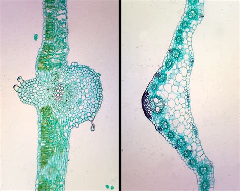 Monocot Vs Dicot Leaf Cross Section