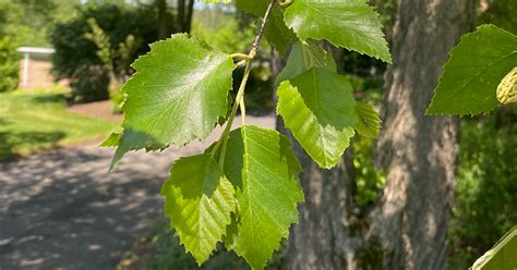 Birch Tree Leaves Identification