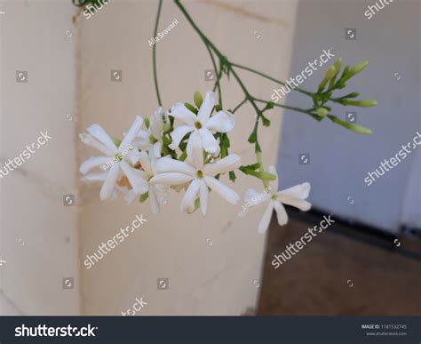 162 Juhi Flower Images Stock Photos And Vectors Shutterstock