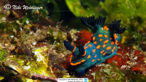 Nembrotha Sp01 Neonsternschnecke