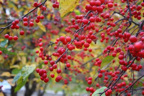 Gardening 101 Crabapple Trees Gardenista Crabapple Tree Crab