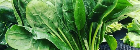 Chard Vs Spinach: Are They The Same Thing? – Plan Your Patch