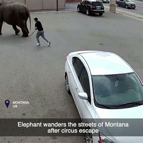 Elephant Wanders The Streets Of Montana After Circus Escape Youtube