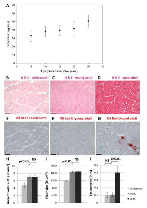 Naked Molerats Do Not Undergo Muscle Atrophy During The First Twenty