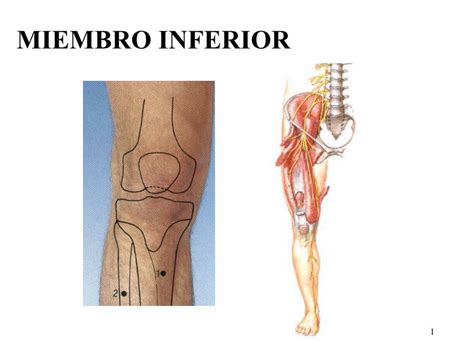 Pdf Miembro Inferior I Dokumen Tips