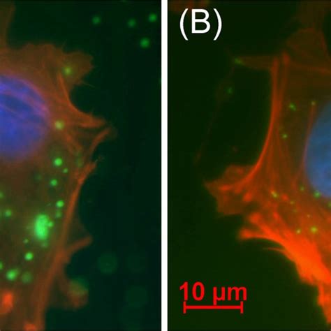 Fluorescent Microscopy Imaging Of Fitc Oligonucleotide Peics Complexes Download Scientific