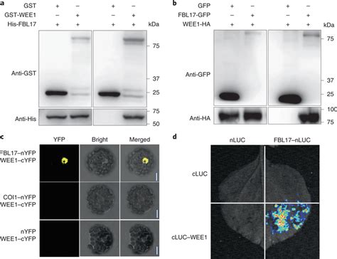 FBL17 Interacts With WEE1 A In Vitro Pull Down Assays The Recombinant