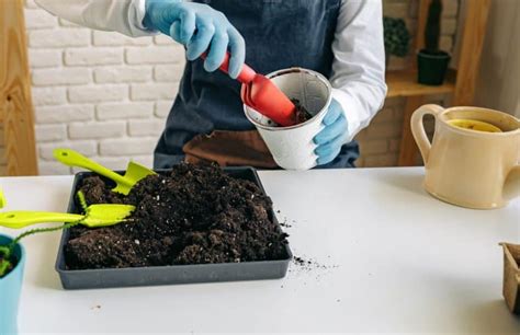 Dracaena Warneckii Plant Care Guide Plantly
