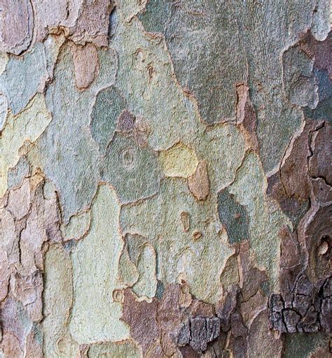 Bark tree trunk — Stock Photo © malekas #33985275