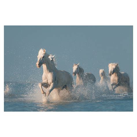 Papermoon Premium Collection Fototapete Angels Von Camargue B X H 500