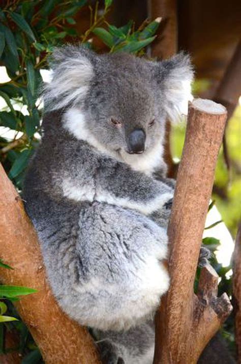 Australia Sacrifica Cerca De 700 Koalas Por Problemas De