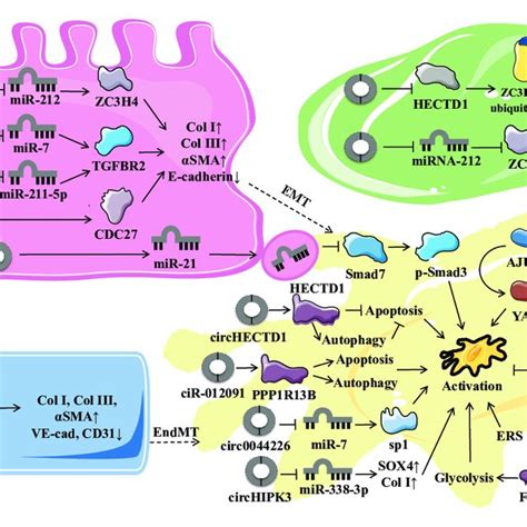 Circrnas In Pulmonary Fibrosis And Their Influence On Biological