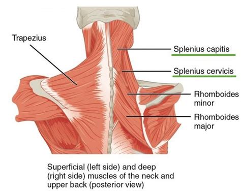 The Muscles Are Labeled And Labeled In Their Corresponding Labels