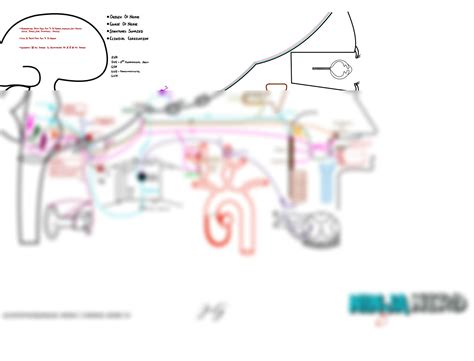 Solution Neurology Physiology Cranial Nerves Glossopharyngeal Nerve