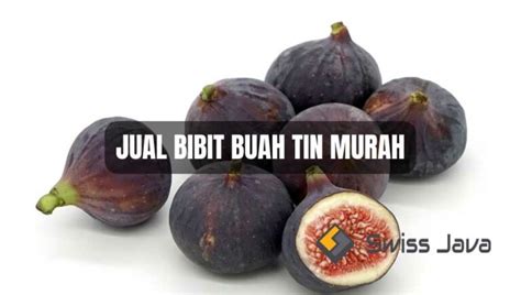 Jual Bibit Buah Tin Murah Dan Penjelasan Tentang Manfaatnya