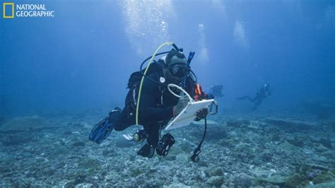 World S Largest Coral Discovered Near Solomon Islands