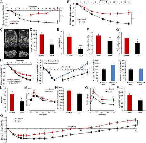 Body Weight Homeostat That Regulates Fat Mass Independently Of Leptin