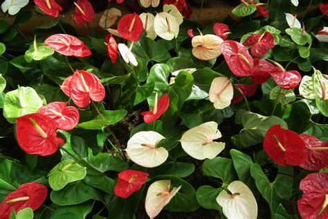 Anthurium Flower Meaning And Symbolism Plantly