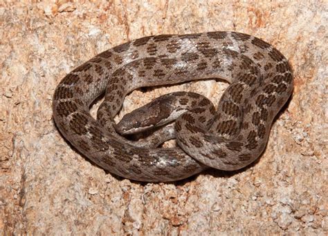 Snake Species Found in the Tucson Area