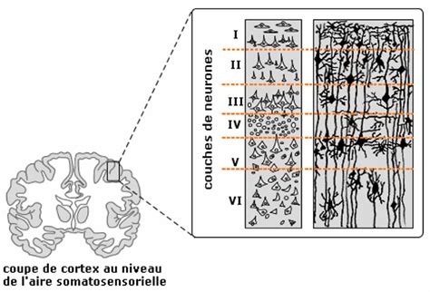 L Lectroenc Phalographie Eeg Speechneurolab