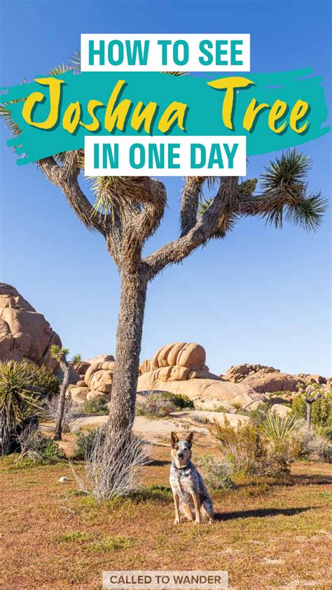 3 Best Mile Under Hikes In Joshua Tree National Park Artofit