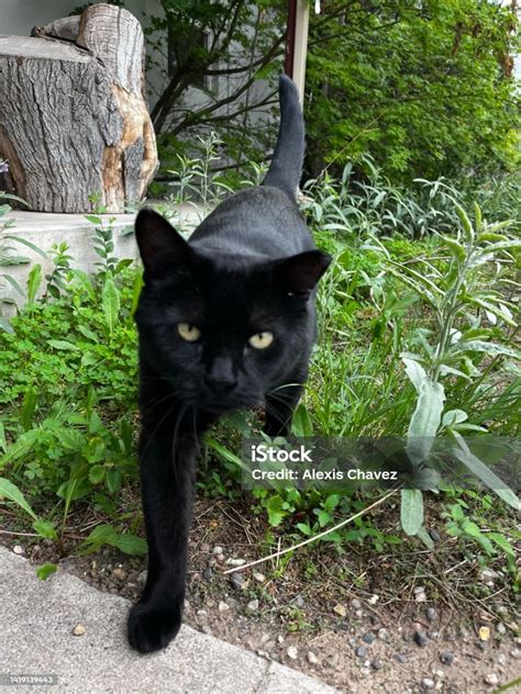 kucing hitam foto stok  gambar  alam amerika serikat