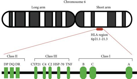 Human Leukocyte Antigen Hla System Genetics And Association With