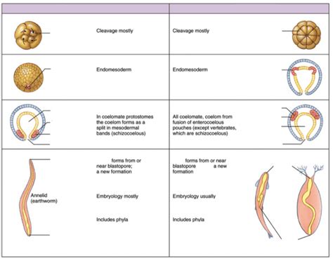 Protostome Versus Deuterostome