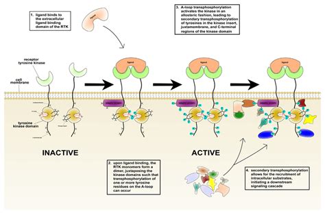 Dimerization Of Tyrosine Receptors