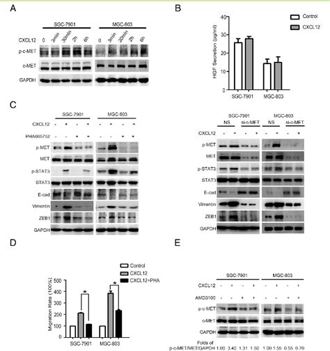 Figure 3 From The Chemokine Receptor Cxcr4 And C Met Cooperatively