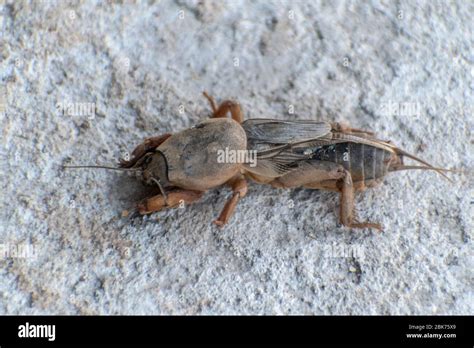 European Mole Cricket Gryllotalpa Gryllotalpa Stock Photo Alamy