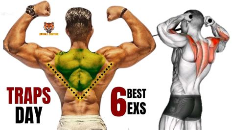 6 BEST TRAPS WORKOUT AT GYM Les Meilleurs Exercices Musculation