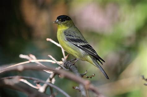 Lesser Goldfinch Nest