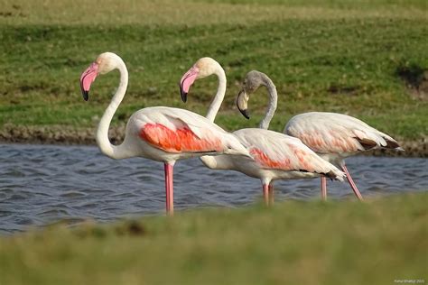 Four More Sites Of India Added To Ramsar List As Wetlands Of