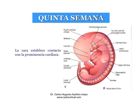 Semana 1 40 Del Desarrollo Embrionario Timeline Timetoast Timelines