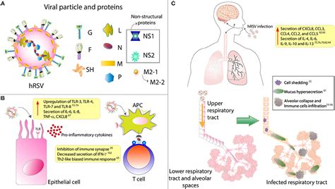 Frontiers Contribution Of Cytokines To Tissue Damage During Human