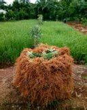 Jual Rumput Vetiver Untuk Tebing Jalan Tol Dan Penahan Longsor Di Lapak