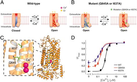 Figure From An Outer Pore Gate Modulates The Pharmacology Of The