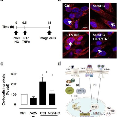 A Hc Inhibits Il Tnfa Induced Signalling In Human Astrocytes A