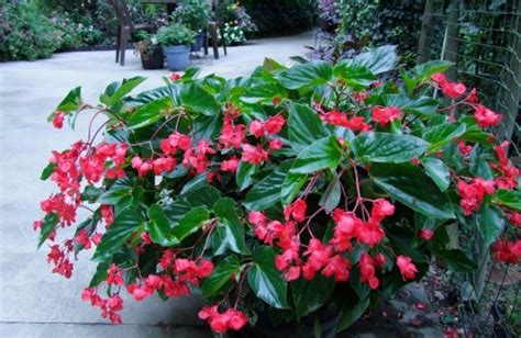 Dragon Wing Begonia Hahira Nursery Georgia Plants