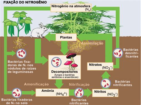 Ciclo Do Nitrog Nio O Que E Como Funciona Electrical E Library