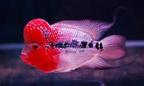 Flowerhorn Cichlid Fish Basics Flowerhorn Care For Beginners